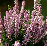 Гісоп лікарський, Hyssopus officinalis, фото 2