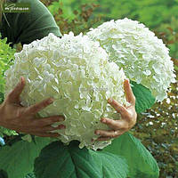 Гортензія деревовидна Стронг Аннабель/ Hydrangea arborescens STRONG ANNABELLE, С3, 3 роки