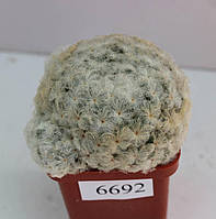 Кактус рослина Mammillaria plumosa /6692/ D60mm,own root