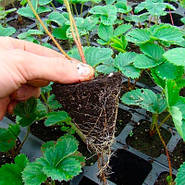 Розсада полуниці Ельвіра (Elvira)(касетна) - дуже рання, солодка, урожайна, фото 6