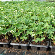 Розсада полуниці Міс Всесвіт (касетна) - середньо-піздня, великоплідна, високоурожайна, фото 7