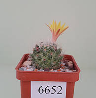 Кактус рослина Mammillaria baumii /6652/ D25mm,own root