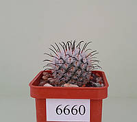 Кактус рослина Mammillaria perezdelarosae /6660/ D18mm,own root