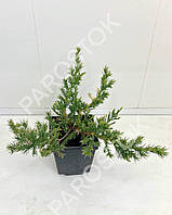 Можжевельник китайский Стрикта Вариегата (Juniperus chinensis 'Stricta Variegata') 15-20см