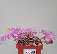 Кактус рослина Mammillaria theresae 1pcs/6699/ D16mm,grafted