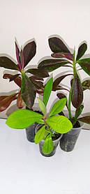 Синаденіум Рубра