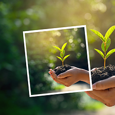 Регулятори росту рослин, добрива