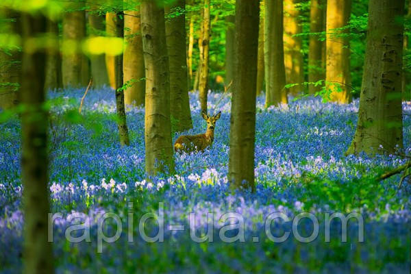 фрези для дерева