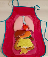 Модель-фартух Внутрішні органи людини