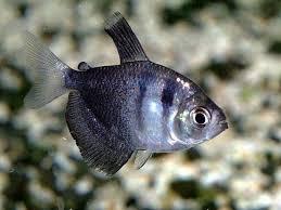 Тернеція сіра GloFish (Gymnocorymbus ternetzi) 2-3 см
