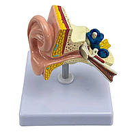 Анатомическая модель уха человека