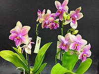 Подросток Phal. FRAGRANT_Liodoro ароматная размер 1.7 (торфстакан)