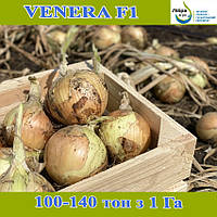 Цибуля озима ВЕНЕРА F1 / VENERA F1 ТМ Libra Seeds, 250 000 насінин