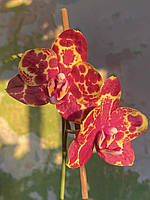 Орхідея Восковий Phal. Green World 'Snakeskin' підліток