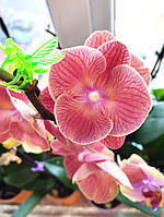 Подросток орхидеи Persimmon бил лип, цветы 7.5 см, 1.7 (мох)