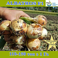 Пізня озима цибуля АЛЬБАТРОС F1 / ALBATROS F1, ТМ Libra Seeds, 250 000 насінин