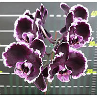 Подросток орхидеи Summer Breath, цветы 7 см, 1.7 (мох)