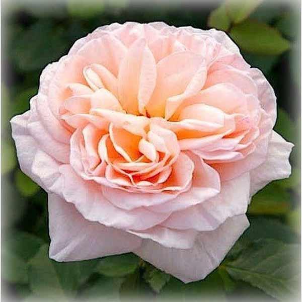 Троянда Олександрин (Alexandrine), чайно-гібридна в контейнері, фото 1