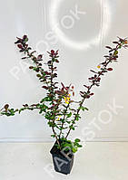 Барбарис оттавский Суперба (Berberis Ottawensis Superba) 45см