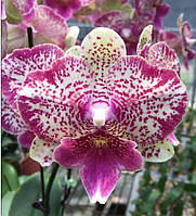Подросток орхидеи Polka Beauty бег лип, цветы 8 см, 1.7 (мох)
