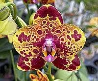 Подросток орхидеи Green World 'Saneskin' цветы восковые 8 см 1.7 (мох)