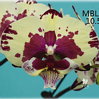 Подросток орхидеи Fying Cow биг лип цветы 9 см 1.7 (мох)