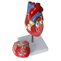 Rest Модель серця людини RESTEQ 1:1. Серце анатомічна модель. Розбірна модель серця D_1299