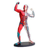 Модель мышц и скелета человека Edu-Toys SK056 сборная, 19 см , Lala.in.ua