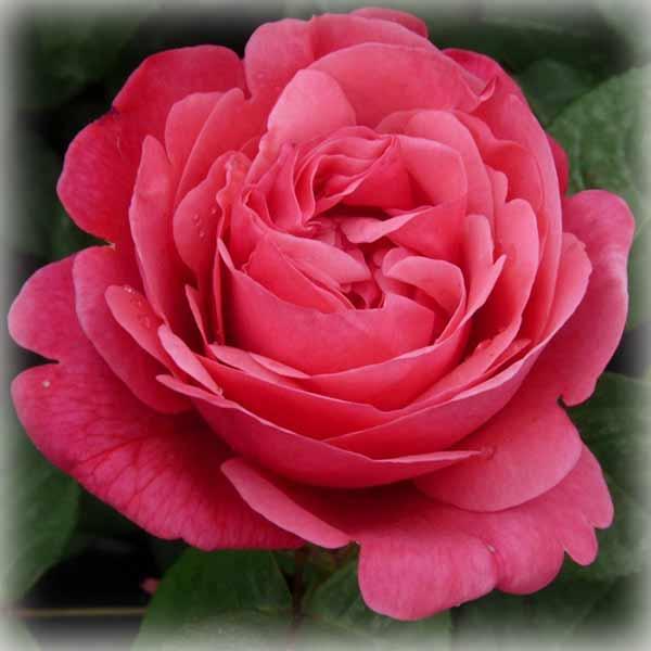 Троянда чайно-гібридна Антон Чехов (Anton Tchekhov), фото 1