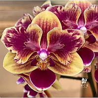 Подросток орхидеи Sogo Yellowtris бабочка цветы 5 см 1.7 (мох)