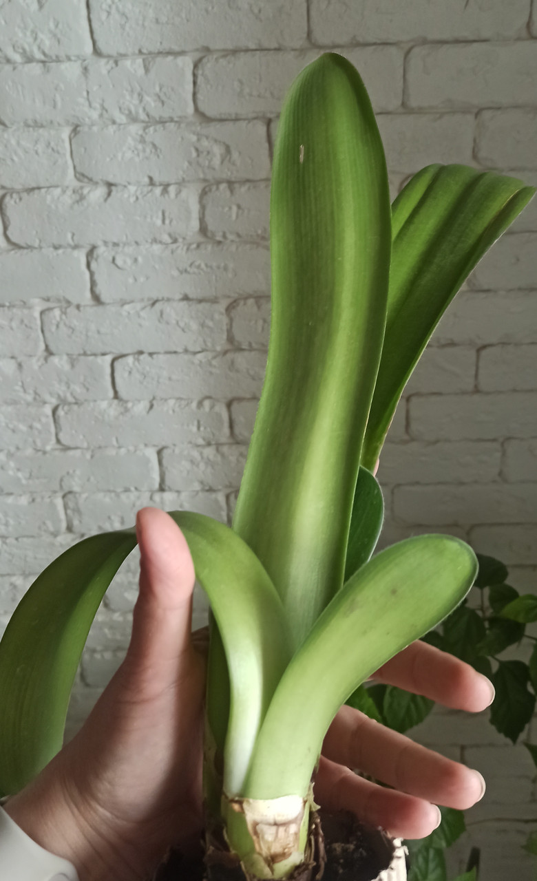 Гемантус білоцвітковий, фото 1