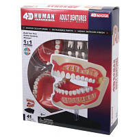 Пазл 4D Master Объемная анатомическая модель Зубной ряд человека (FM-626015) - Вища Якість та Гарантія!