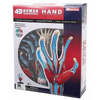 Пазл 4D Master Объемная анатомическая модель Рука человека (FM-626009) - Вища Якість та Гарантія!