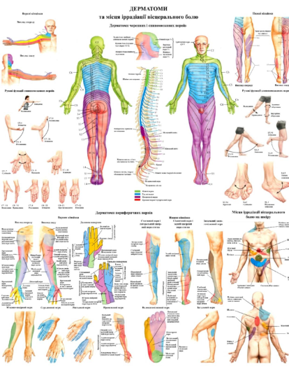 Плакат Дерматом 86х67 см Плакат із місцями ерадикації вісцерального болю Демонстраційний навчальний плакат, фото 1