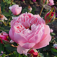 Алнвик Роуз (The Alnwick Rose)-1, горшик 7л