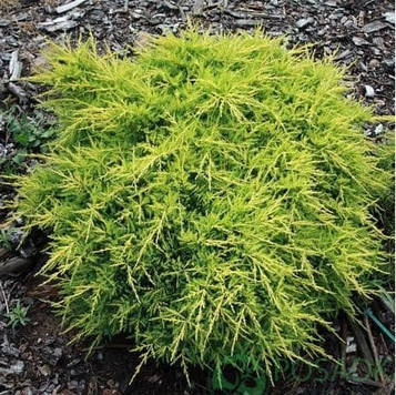 Ялівець середній / пфітцеріана Голд Стар (Gold Star) p9