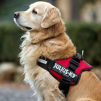 Анатомічна шлейка для собаки амуніція для собак тільки шлейка XL 70-90см обхват грудей