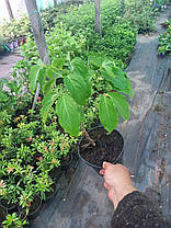 Дерен коуза Саммер Голд ( саджанці щеплени 2 роки р9 ), фото 3