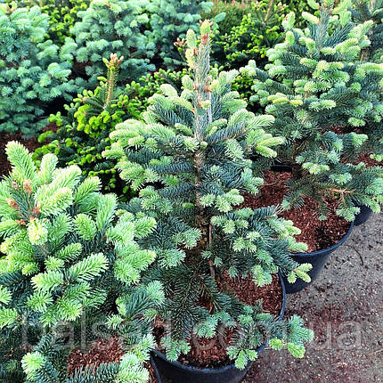 Ялиця гірська Арізоніка / С20 / h 50-60 / Abies Arizonica, фото 4