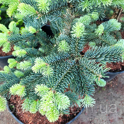Ялиця гірська Арізоніка / С20 / h 50-60 / Abies Arizonica, фото 1