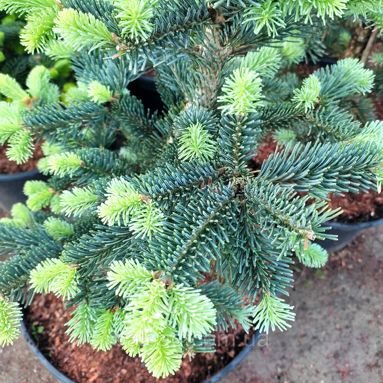 Ялиця гірська Арізоніка / С20 / h 50-60 / Abies Arizonica