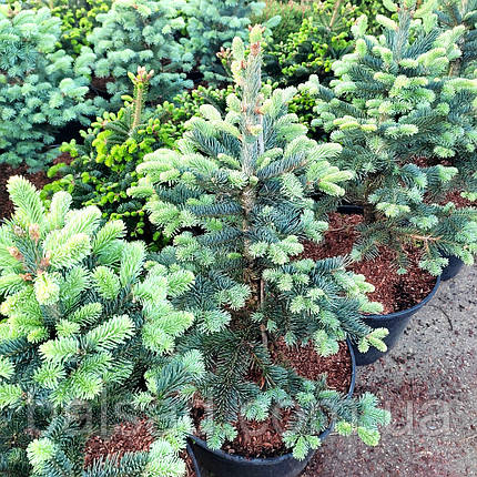 Ялиця гірська Арізоніка / С20 / h 50-60 / Abies Arizonica, фото 3