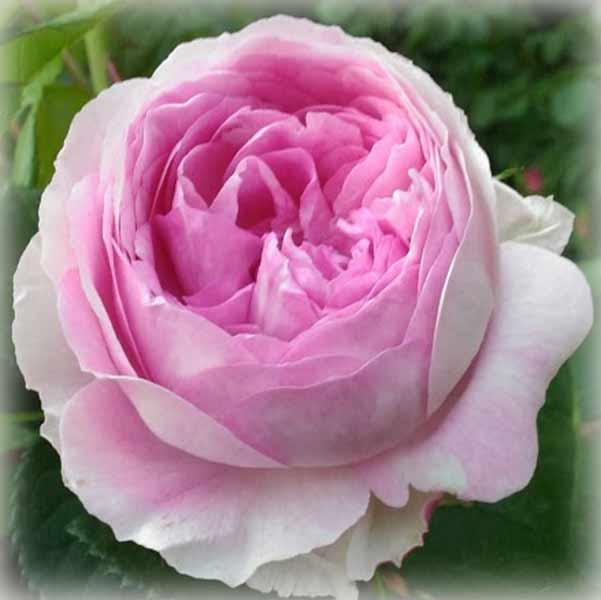 Троянда Везаліус (Vesalius), флорибунда в контейнері, фото 1