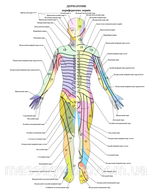 Плакат Дерматом 50 x 64.5 см, фото 1