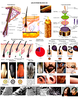 Плакат Анатомия волос 86×67см