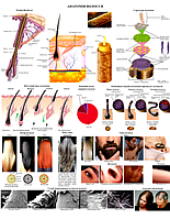 Плакат Анатомия волос 50×64,5см