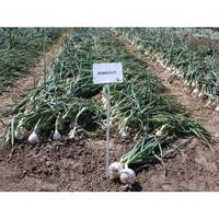 Насіння цибуля Комета F1/F1 100000 насіння Nunhems