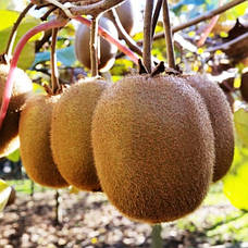 Ківі 2-річний