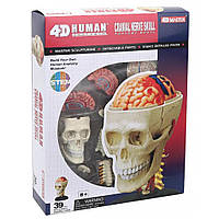 Пазл 4D Master Объемная анатомическая модель Черепно-мозговая коробка челов (FM-626005)(1809710794756)