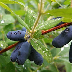 Саджанці жимолості сорт Уссульга 2 річні, конт. 1.5 л